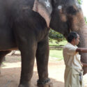 Stop au tourisme animalier place au tourisme ethique