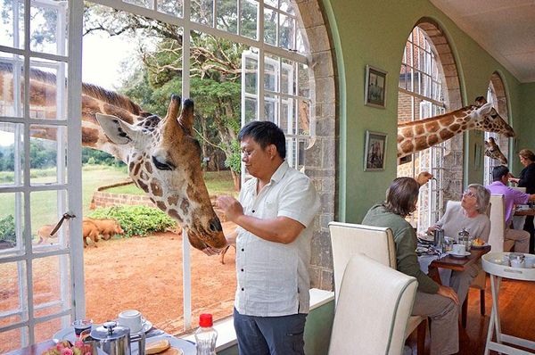 hotel avec girafe au kenya