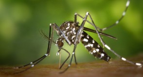 Le Zika n’est plus une préoccupation pour Sainte-Lucie: les femmes enceintes peuvent s’y rendre