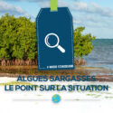 algues sargasses mise au point