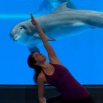 hotel et yoga avec les dauphins