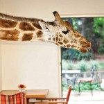 dejeuner avec les girafes
