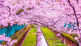 floraison des cerisiers au japon
