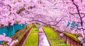 Les cerisiers en fleurs du Japon