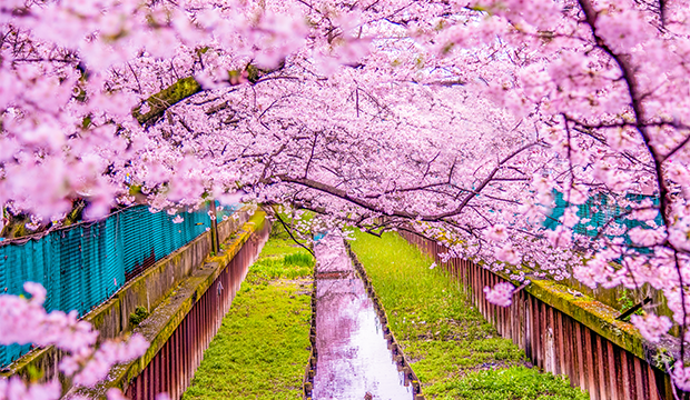 floraison des cerisiers au japon