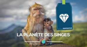La planète des singes: où rencontrer nos frères primates?
