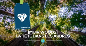 [Muir Woods] La tête dans les arbres