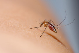 La malaria: le cauchemar du voyageur