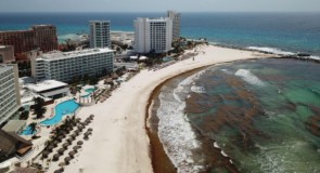Arrivée massive d’algues sargasses sur les plages de la zone hôtelière de Cancún