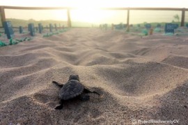 RIU soutient le Cap-Vert, qui enregistre en 2020 un record historique de nids de tortue