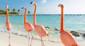 Les nombreuses raisons de visiter l’île colorée de Curaçao